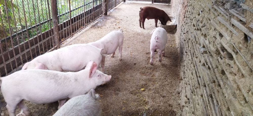 Продам поросята 3 місяці