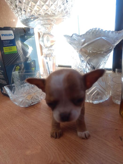 Продам цуценя Чихуахуа.