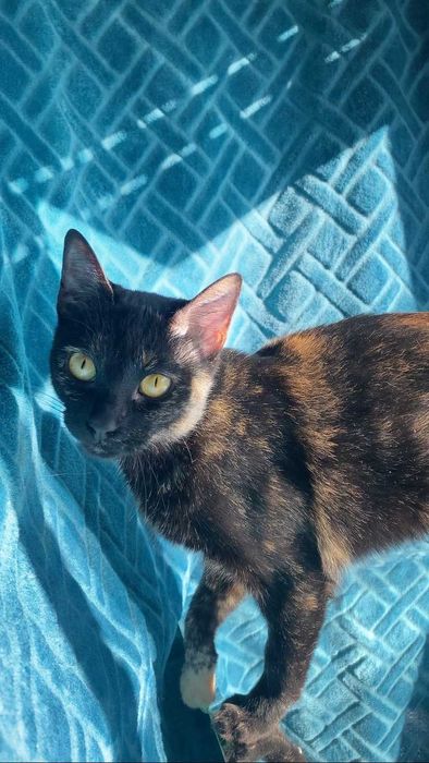 ESTERILIZADA | Gata juvenil e muito dócil disponível para adoção