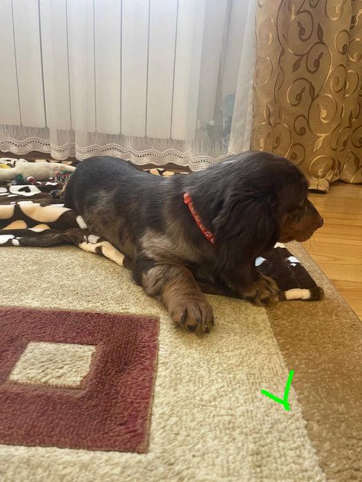 Jamnik długowłosy -merle -czekoladowy Piesek Paszport