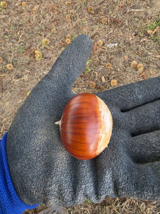 Castanha de alta qualidade