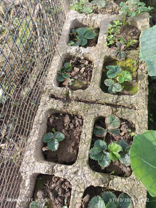Pés de morangos para plantar