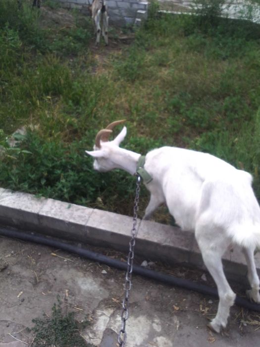 Продам 2 коз 1.5 года