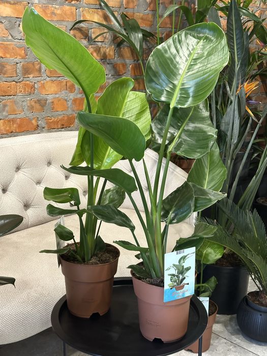 Стрелиція Миколая/ Николая h 85-90 см