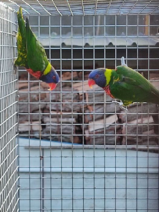 Casal de Loris arco íris