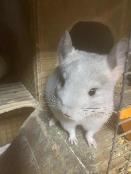 Домашні улюбленці-гризуни