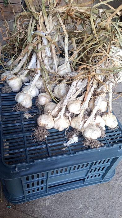 Czosnek Harnaś i Jarus