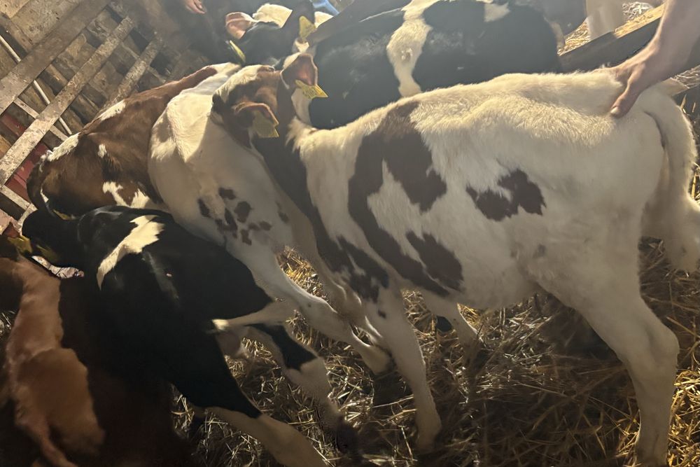 Sprzedam byki przewaga simental