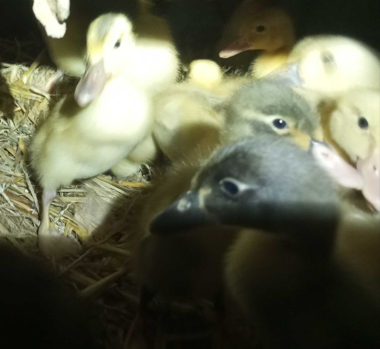 Kaczki biegusy indyjskie samce