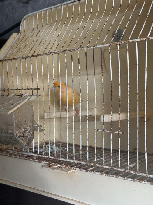 vendo ou troco casal de canarios