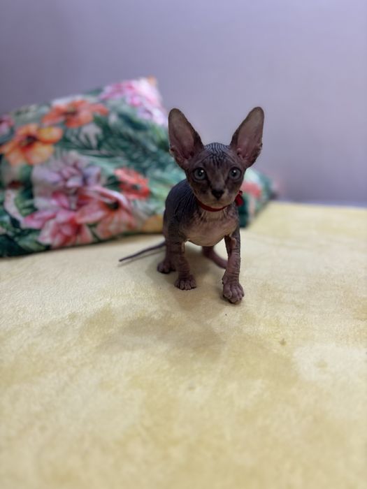 Sfinks kanadyjski z rodowodem