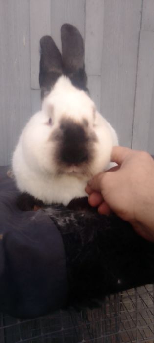 Кролики каліфорнійці