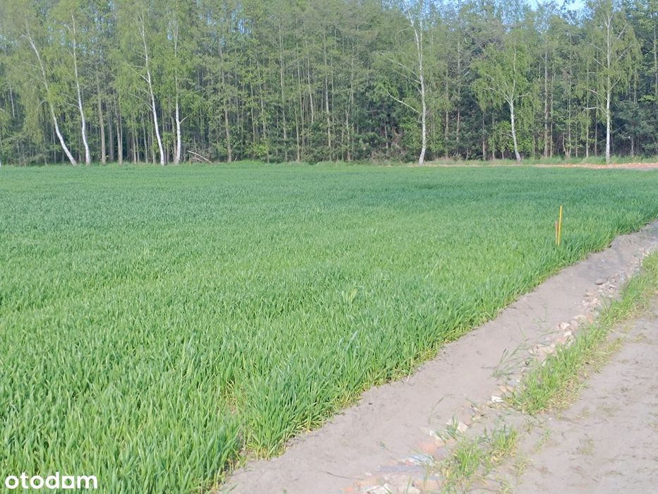 Działka przy lesie - Widok 3