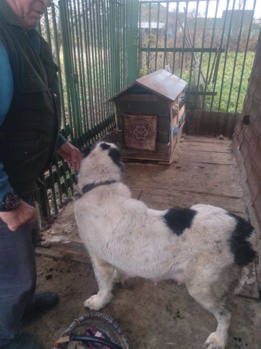 Продам щенков алабая. город Коростень