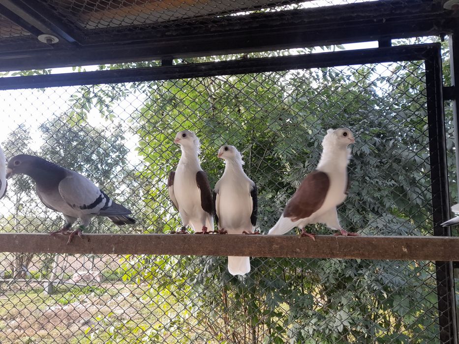 Gołębie Niemiecki wystawowy,mewki