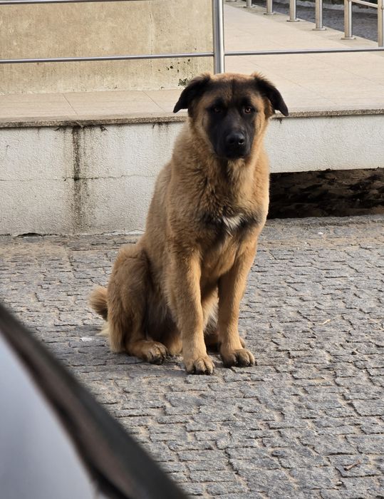 Serra da estrela 2 anos