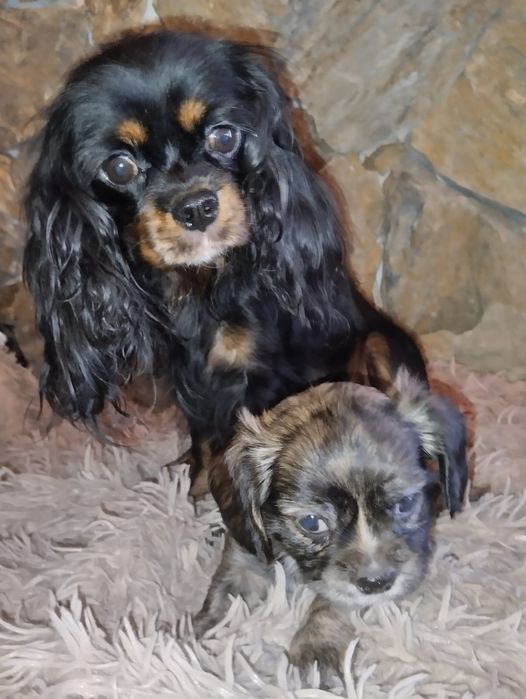 Cavalier King Charles spaniel, suczka