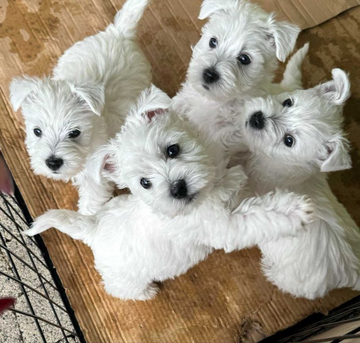 West highland terrier