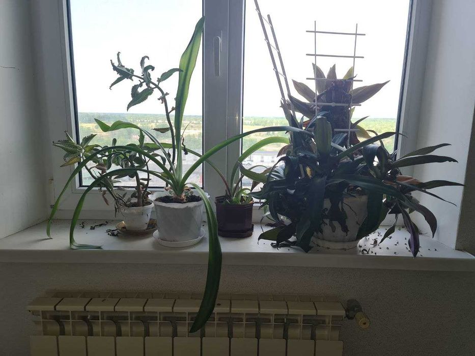 Комнатные растения меняю на еду или продам