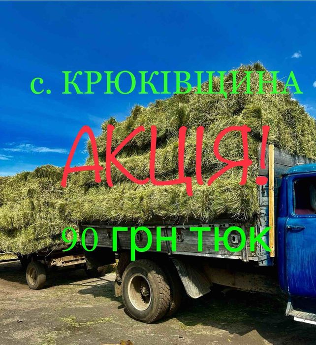 СІНО (Сено) лугове в тюках від Виробника! Початок нового сезону 2024р.