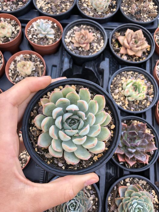 Catos e suculentas variados