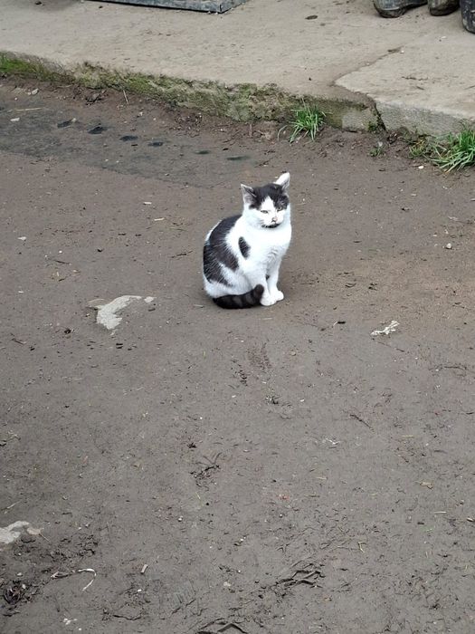 Oddam kota w dobre ręce