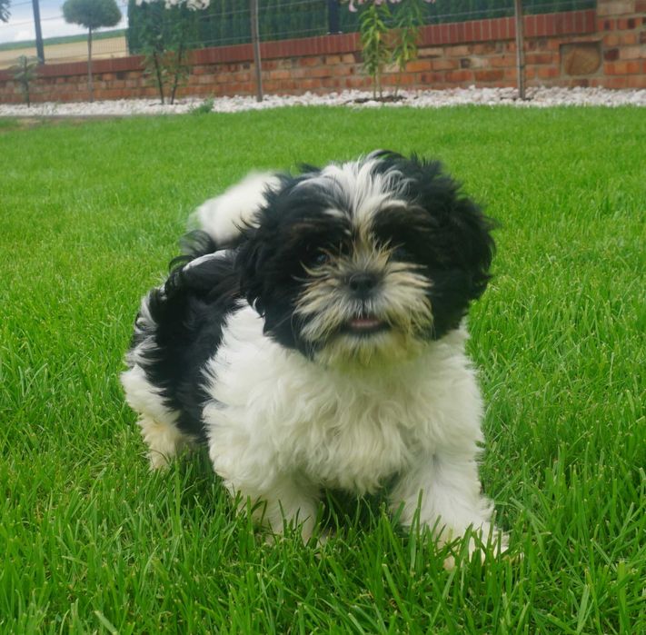 shih tzu sunia biało-czarna