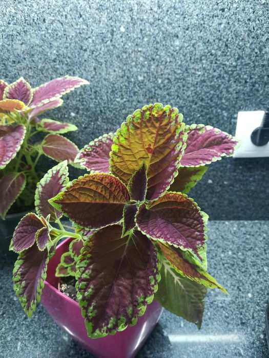 Planta viçosa cóleus - "Coração magoado"