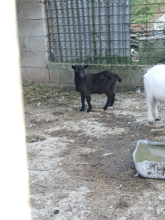 Cabrito anão 4 meses