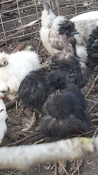 Декоративні китайські шовкові кури