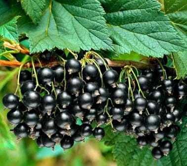 Sadzonki różnych roślin