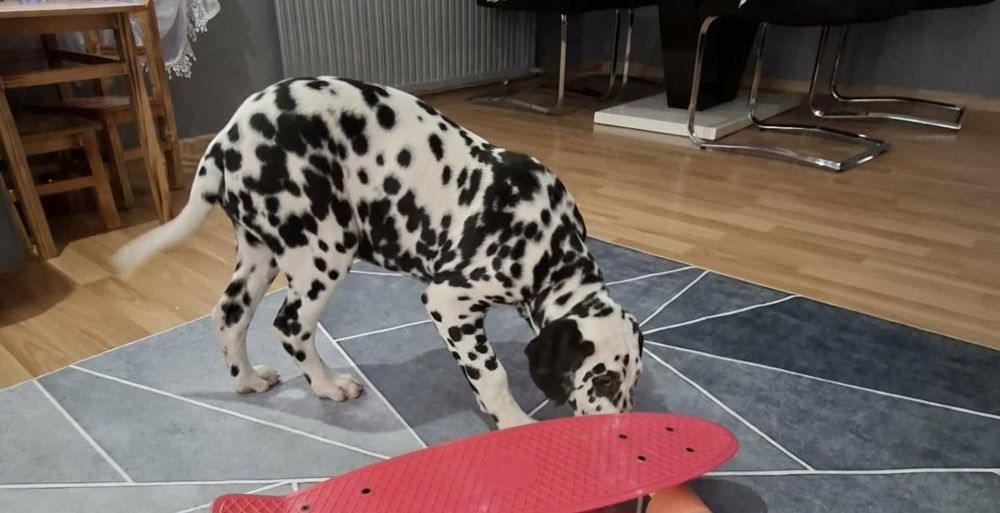 Dalmatyńczyk- rezerwacja