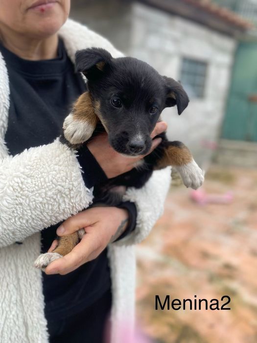 Bebés 2 meses para adoção responsável