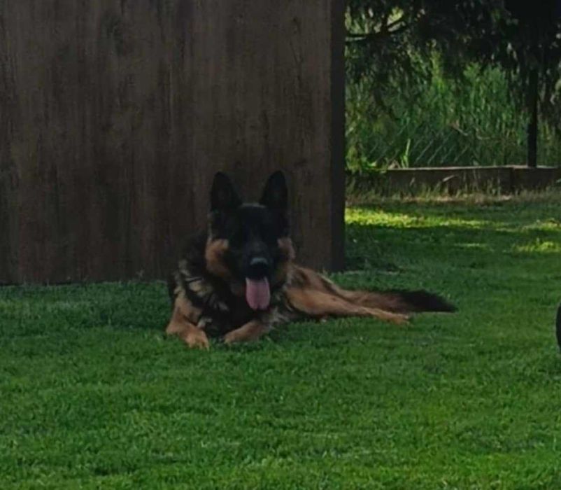 owczarek niemiecki -pies