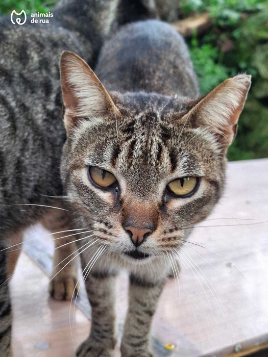 Vadinho | Para Adoção