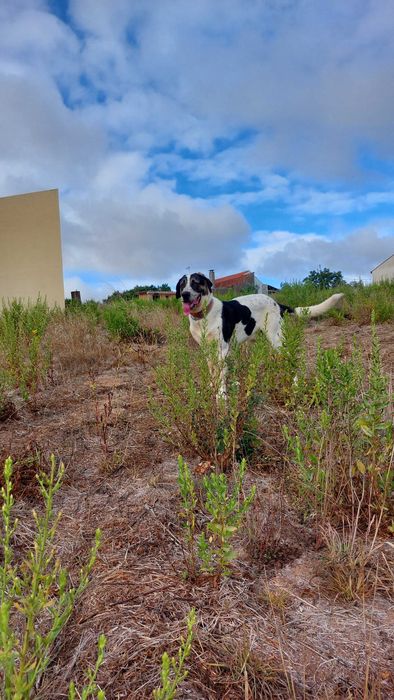 Cão de Gado Transmontano para acasalamento