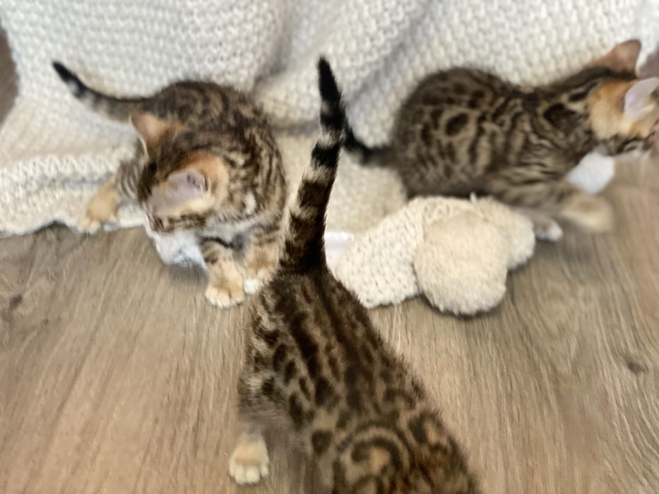 Найкрасивіші бенгали