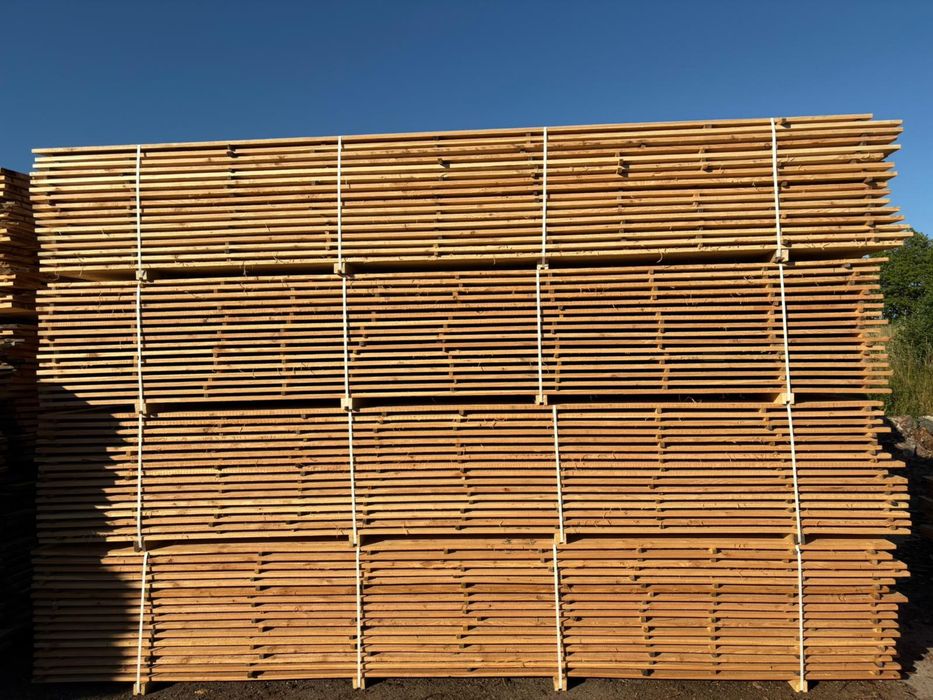 Tarcia Dąb Buk Olcha Brzoza Modrzew