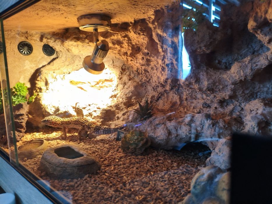 Gekon lamparci + terraium i cały sprzęt