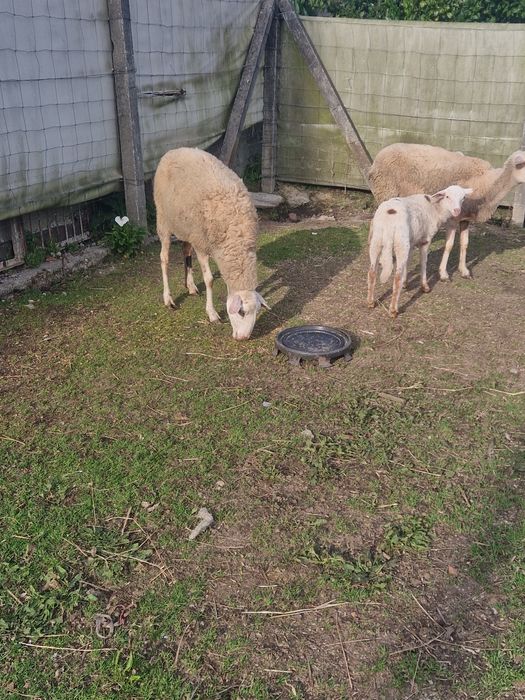 Vendo Ovelha /borrega