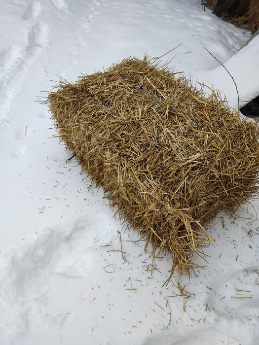 Продам солому  в тюках