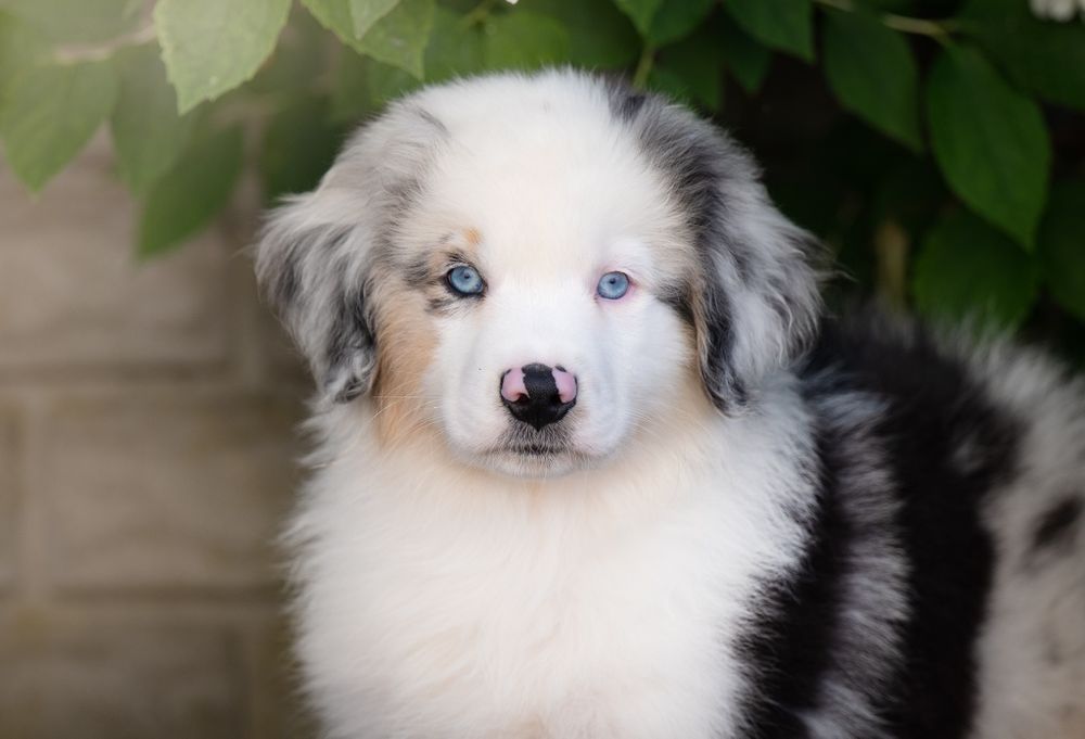 Zarezerwowany: Owczarek australijski (typ amerykański) - Piesek Blue Merle