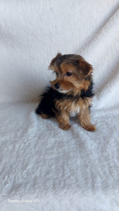 Yorkshire Terrier Biewer Carrier SUCZKA GOTOWA DO ODBIORU