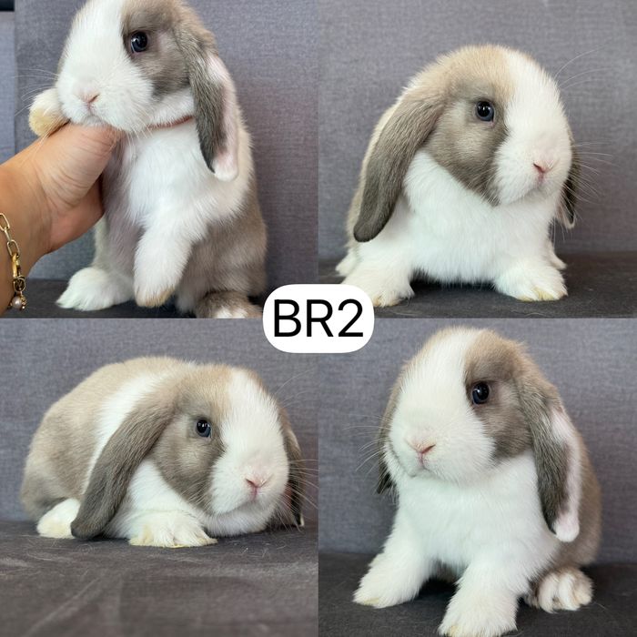 Królik Baranek Miniaturka MINI LOP