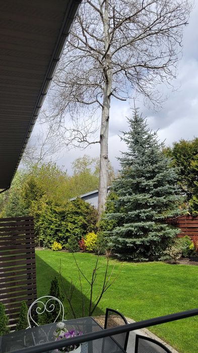 Oddam drzewo za  darmo wycięcie