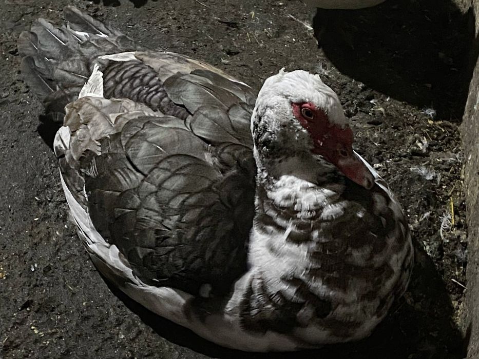 Селезень разных окрасов