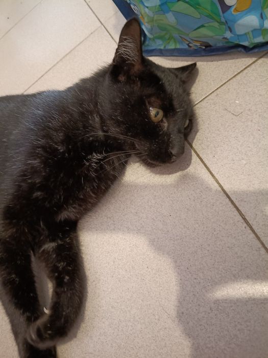 Gato preto macho para adoção