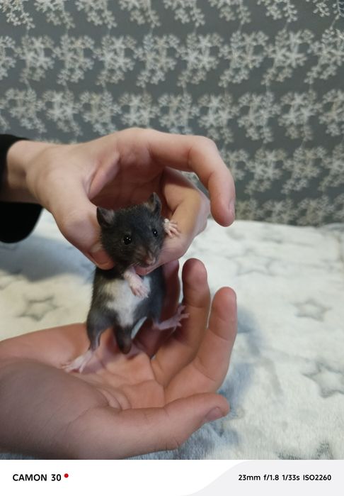 Крысята Реск и Дамбо