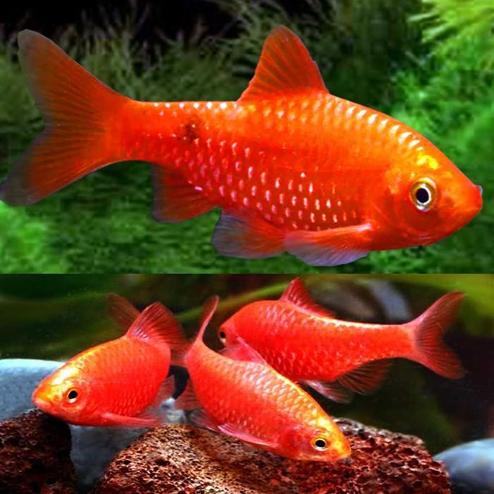 MISIEKZOO Brzanki - Brzanka Różowa Neonowa