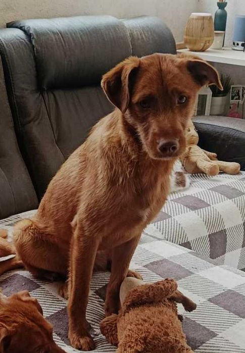 Cão com cerca de 1 ano para adoção responsável
